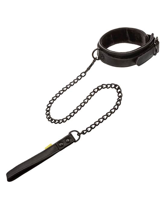 Boundless Collar And Leash